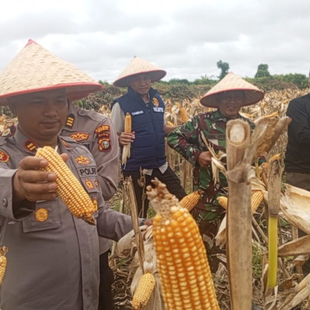 Panen Raya Jagung Pipil di Dumai Hasilkan ±4.500 kg, Dukungan Kapolres Bagi Ketahanan Pangan Nasional